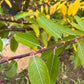 Winter Glory Willow