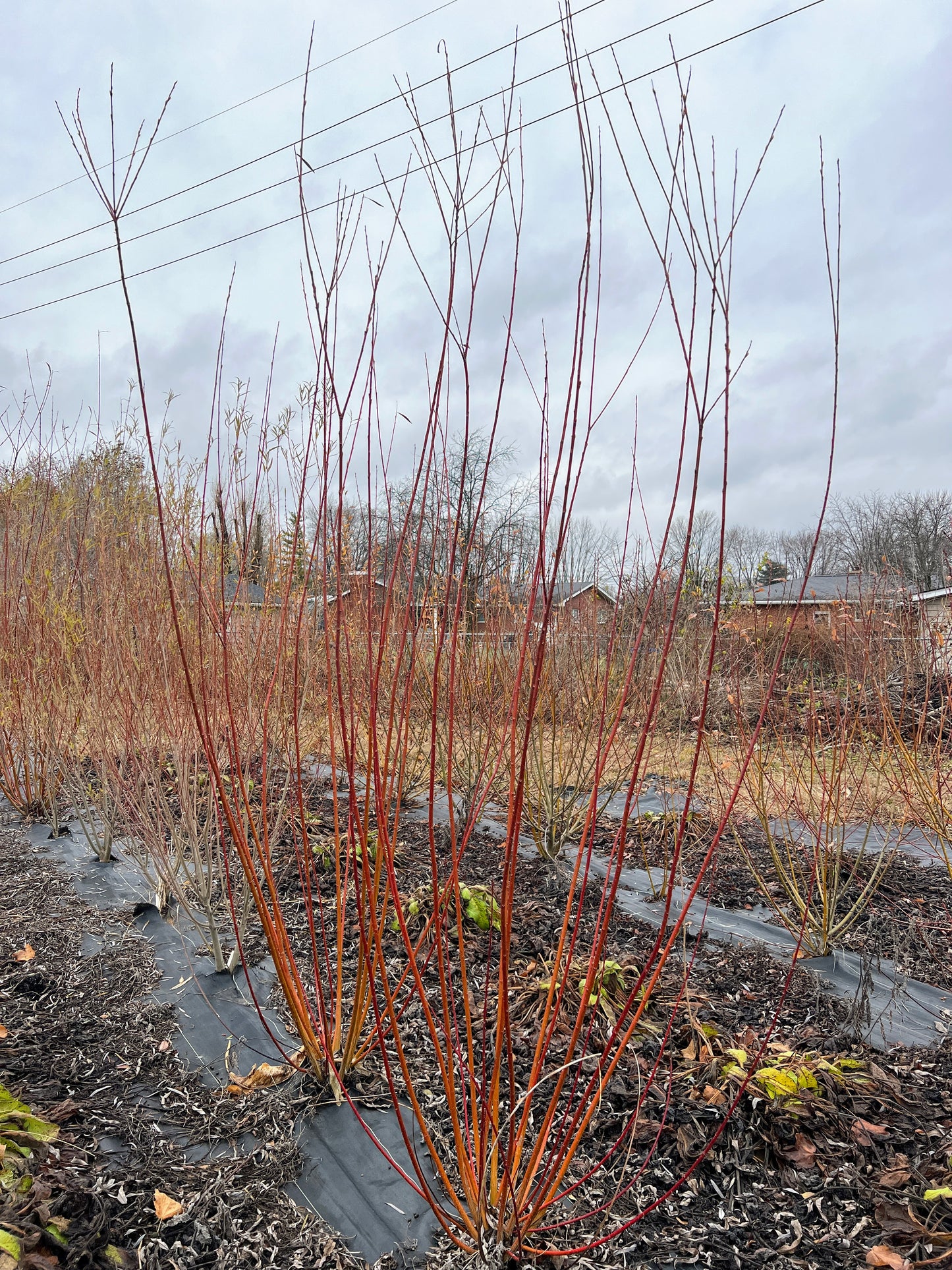 Winter Green Willow