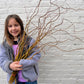 Curly Yellow Willow