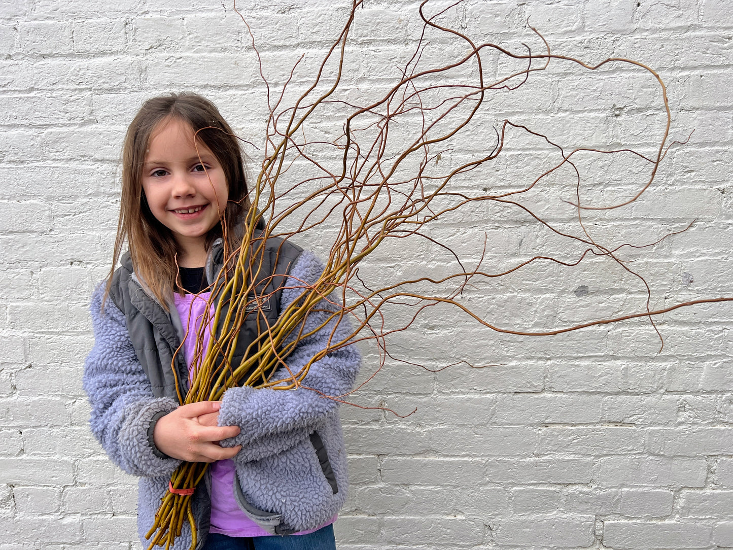 Curly Yellow Willow