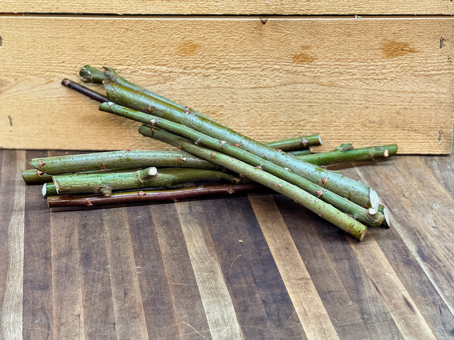 Salix Gracilistyla "Mt. Aso"