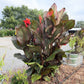 Purple Canna lily