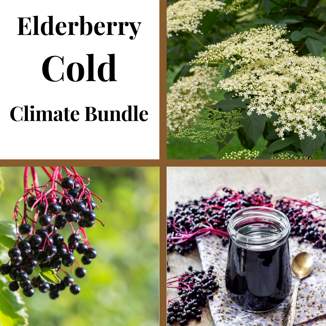A collage featuring different stages and aspects of elderberry growth, including blossoms, berries, and a jar of elderberry product, with text overlay 'Elderberry Cold Climate Bundle'.