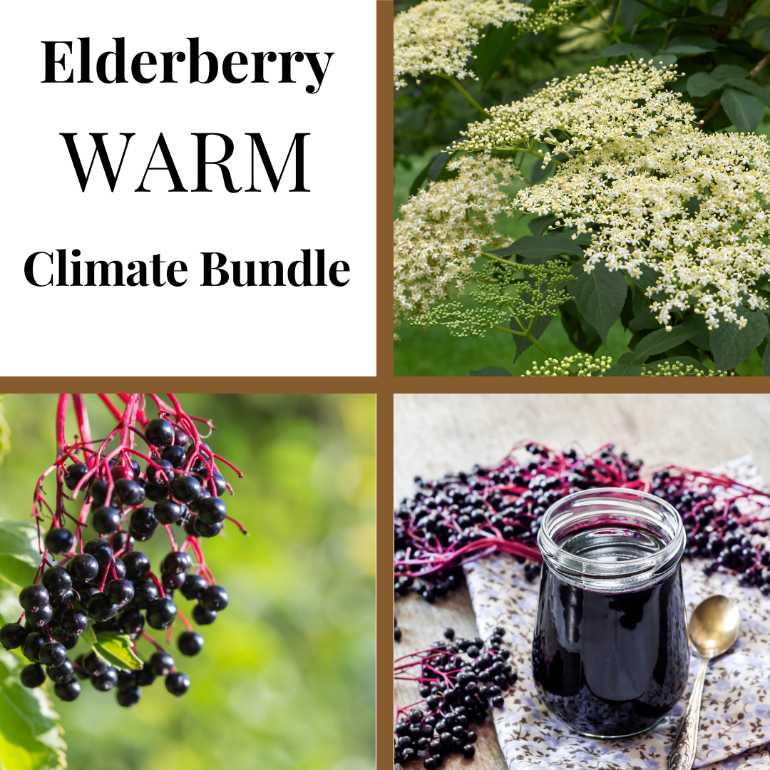 A collage featuring four images related to elderberries. Top right shows elderberry blossoms, bottom right shows a jar of elderberry syrup, bottom left shows a cluster of elderberries on a branch.