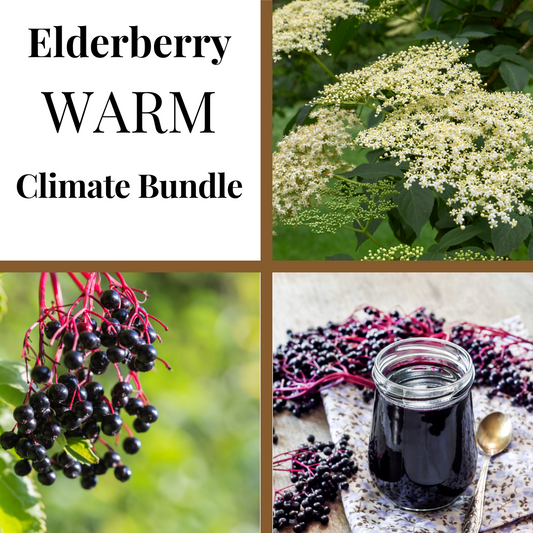 A collage featuring four images related to elderberries. Top right shows elderberry blossoms, bottom right shows a jar of elderberry syrup, bottom left shows a cluster of elderberries on a branch.