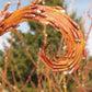 Fantail Willow