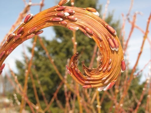 Fantail Willow