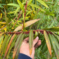 Fantail Willow