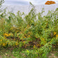 Fantail Willow