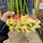 Ginger Root