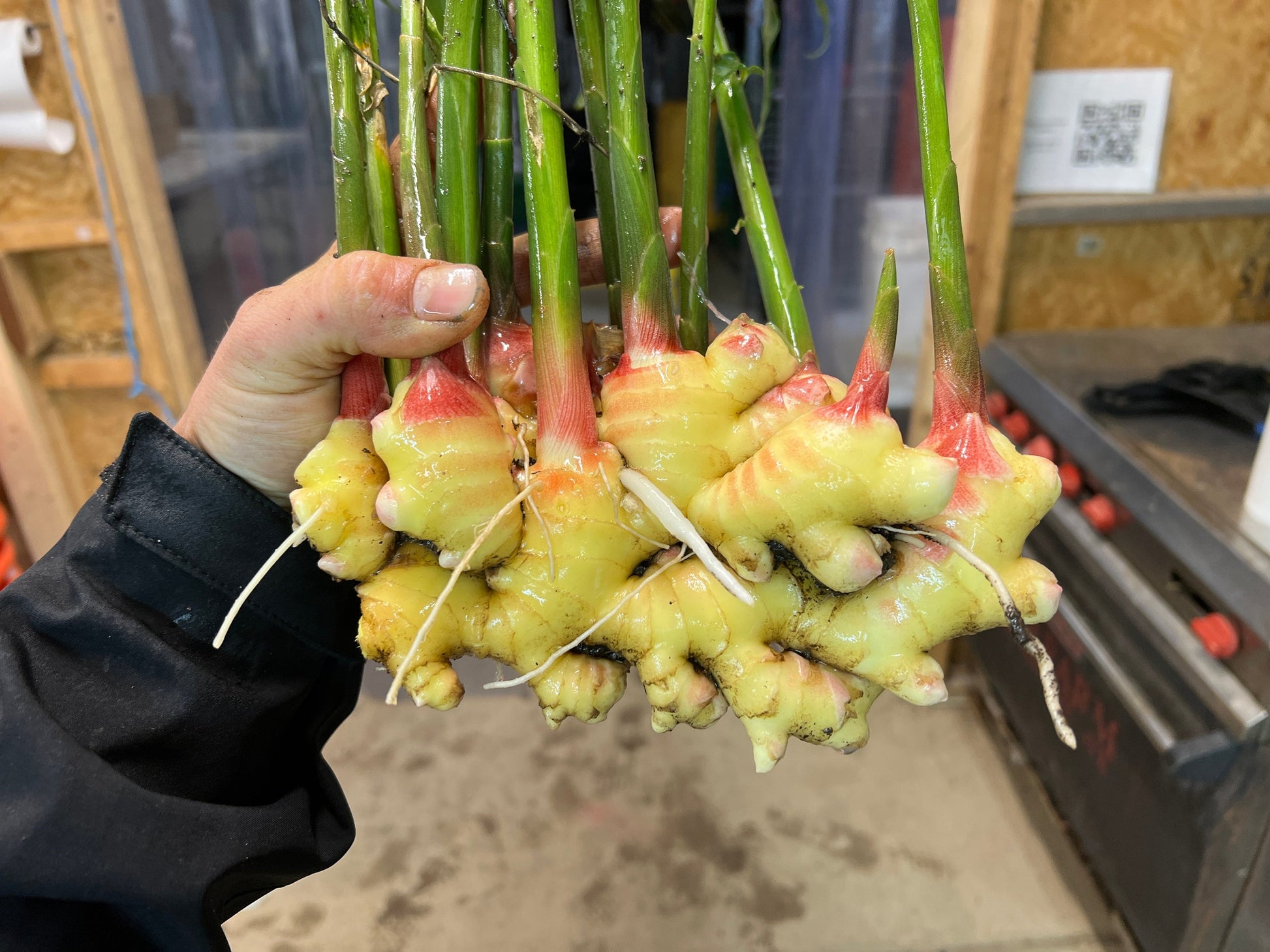 ginger seeds for planting Ginger Seed ~ Full Cases – The Farm On Central